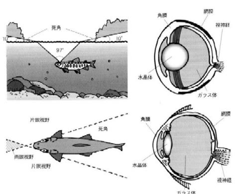 魚的視野|魚眼の構造と機能